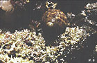 photo d'une troque